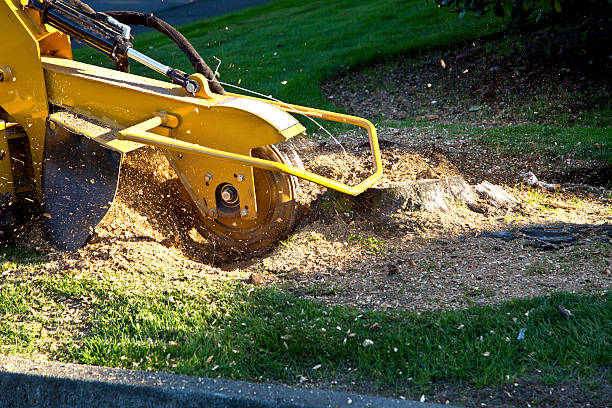 Best Professional Tree Care  in Bellevue, WA